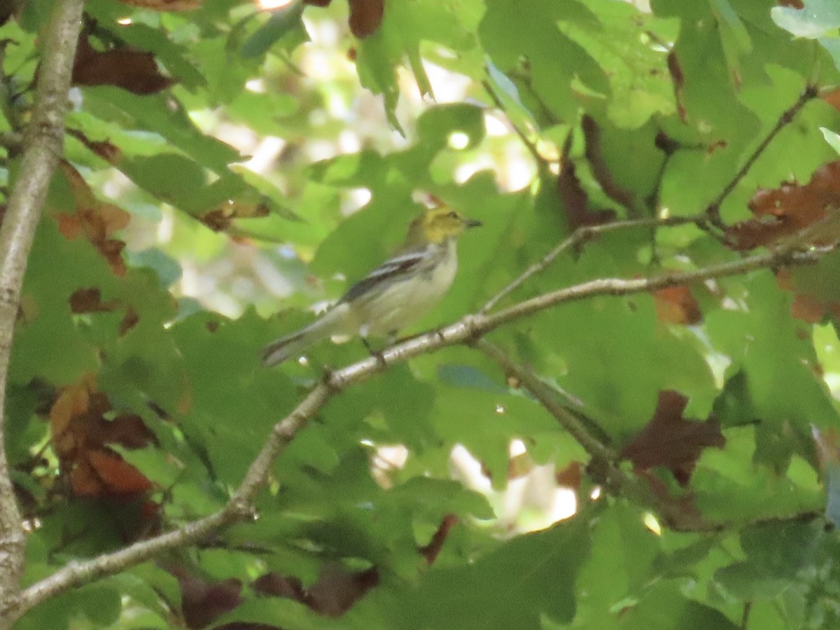 Black-throated Green Warbler - ML642679864