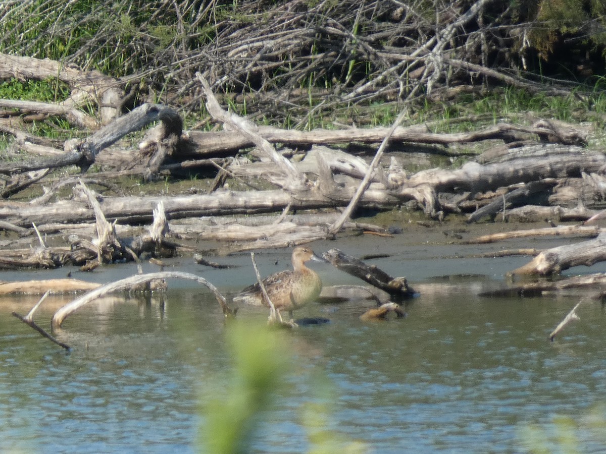 Blue-winged Teal - ML642679866