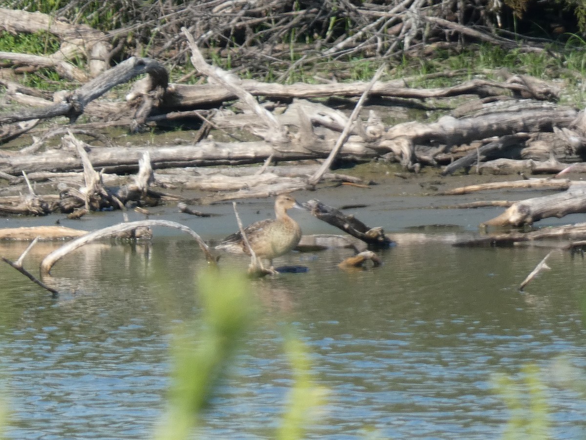 Blue-winged Teal - ML642679867