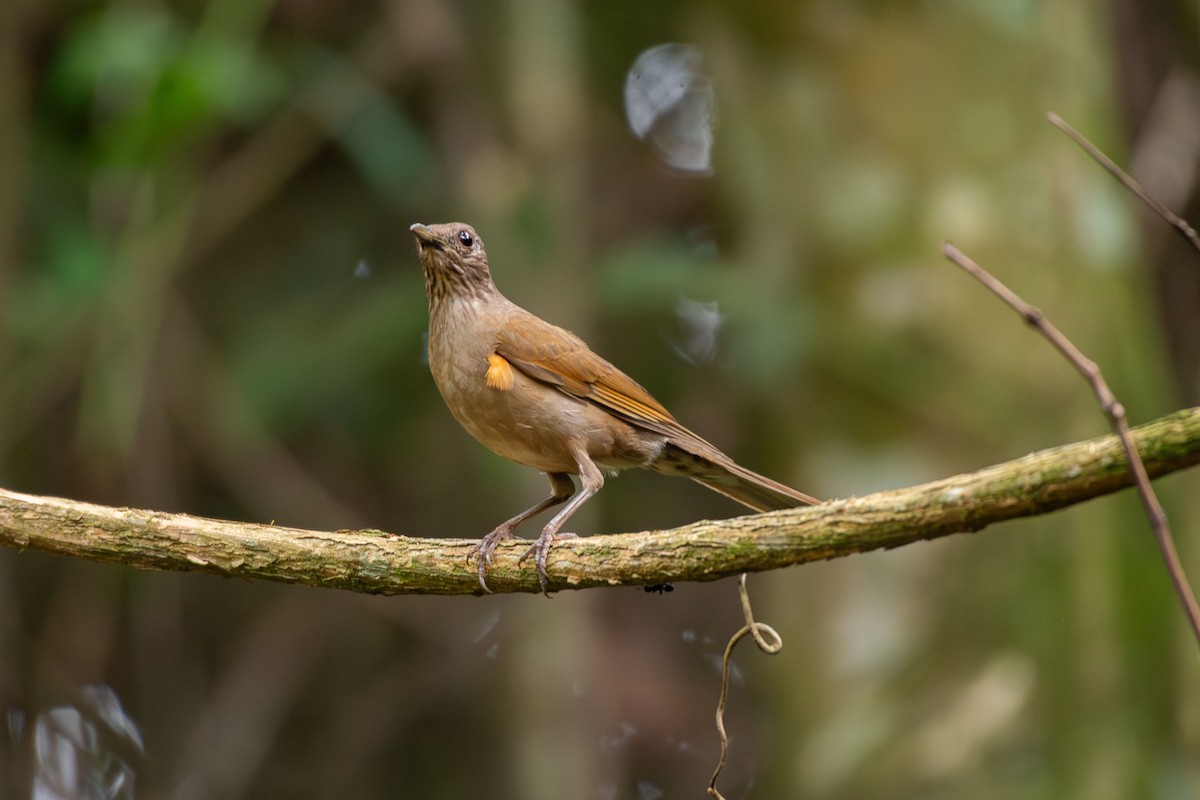 Hauxwell's Thrush - ML642679888