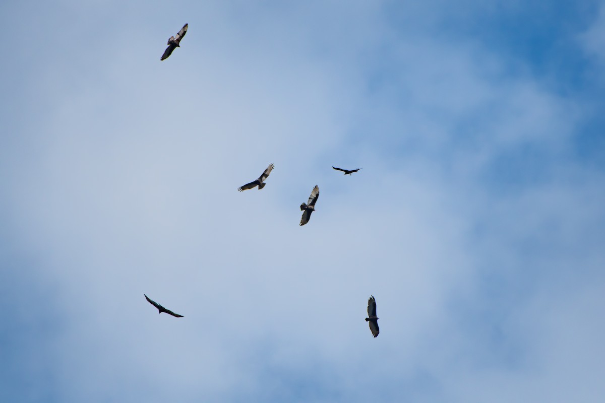 Turkey Vulture - ML642679897