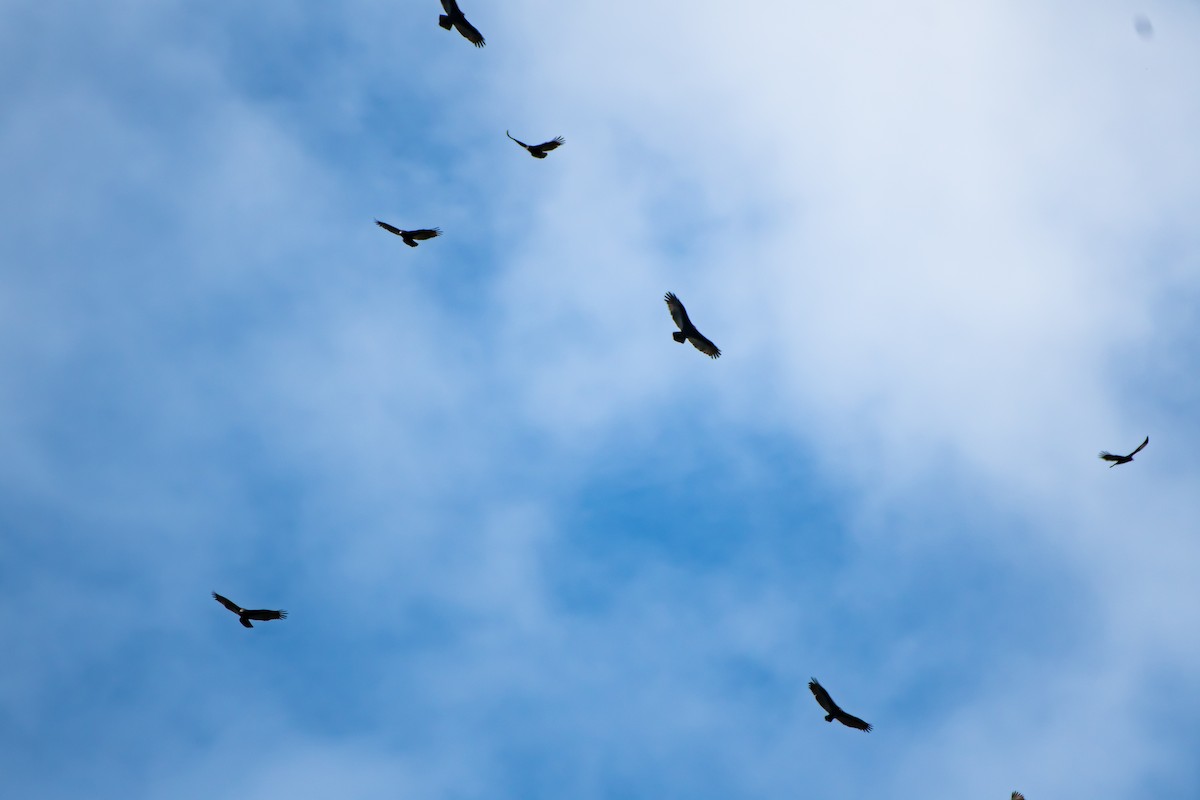 Aura Gallipavo - ML642679898