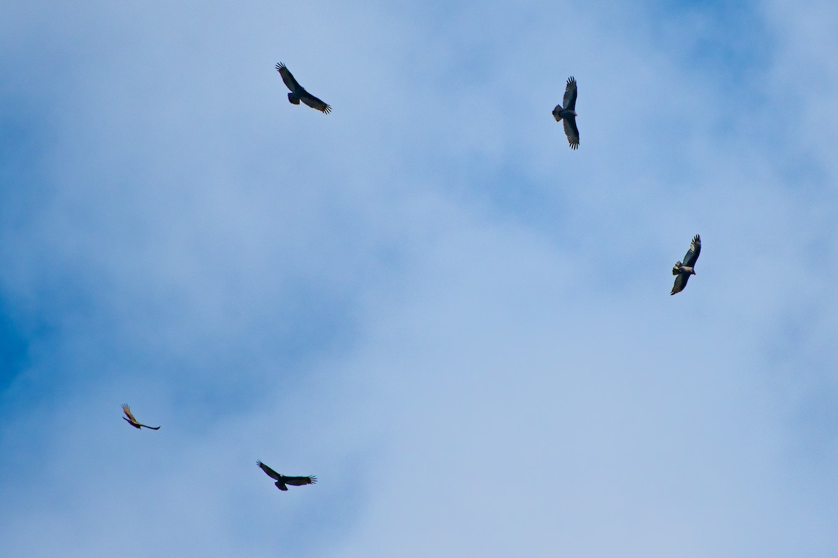 Turkey Vulture - ML642679899