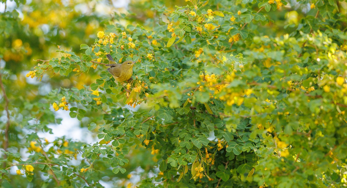 oransjekroneparula - ML642679900