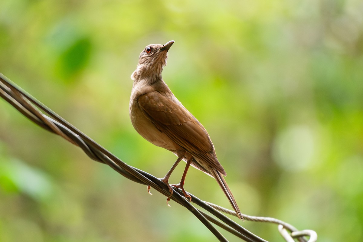 Hauxwell's Thrush - ML642679906