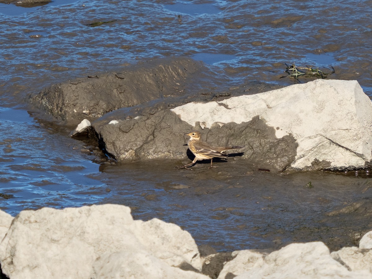 American Pipit - ML642679914