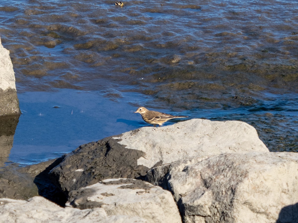 American Pipit - ML642679915