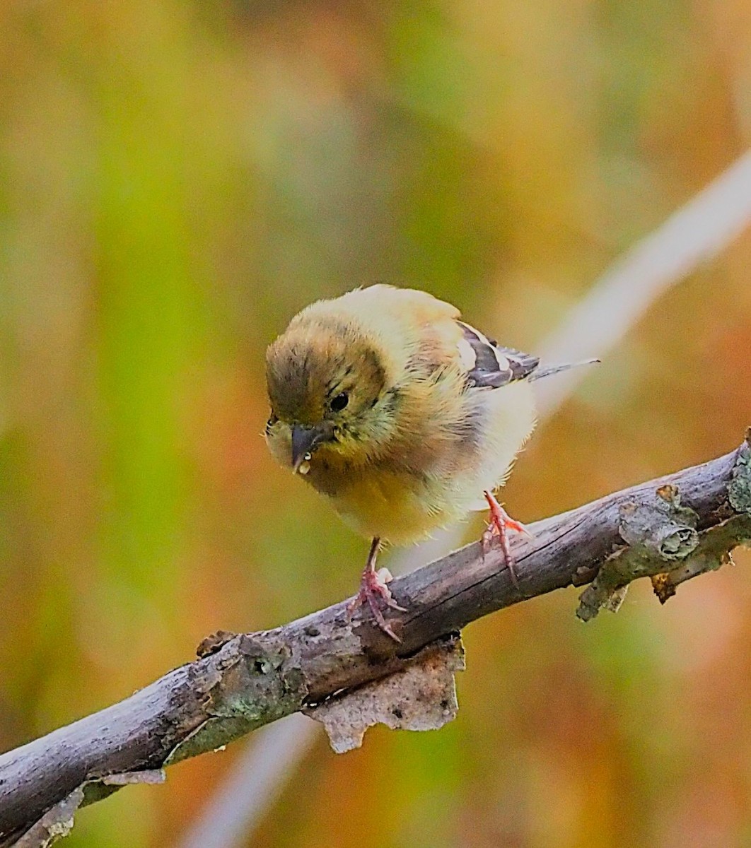 American Goldfinch - ML642679919