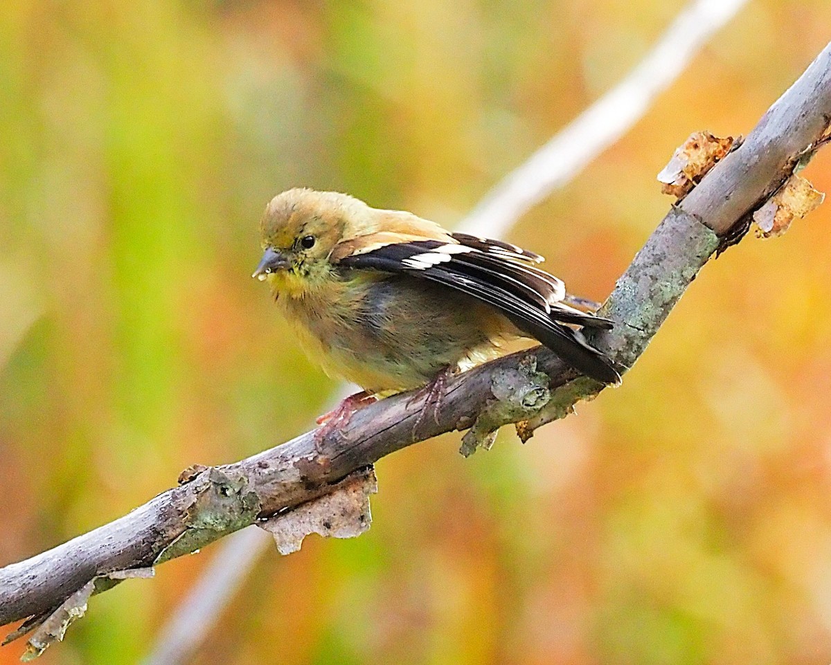 American Goldfinch - ML642679920