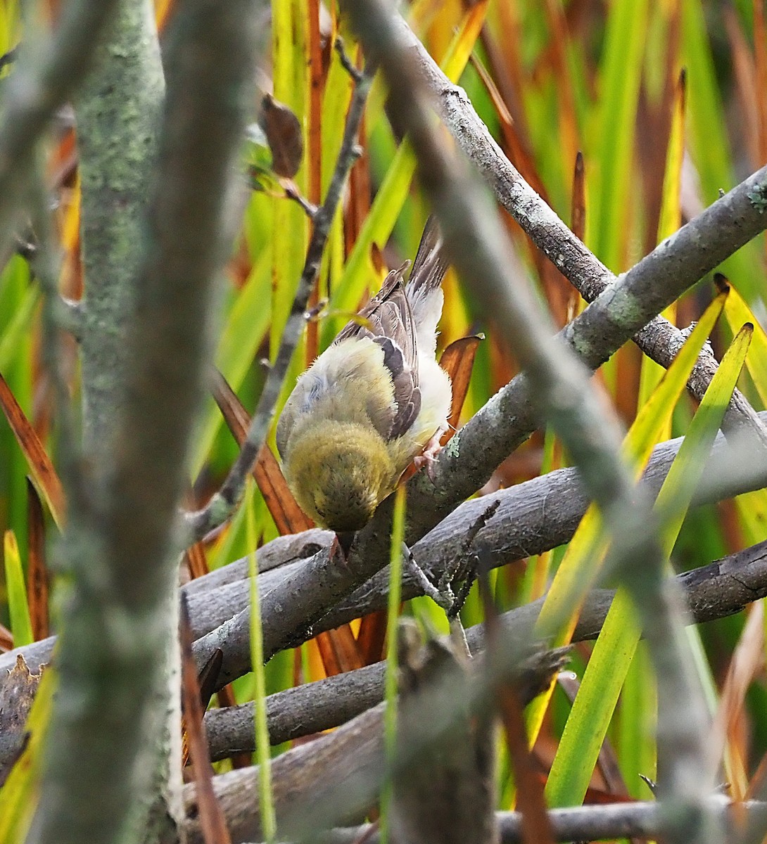 American Goldfinch - ML642679921