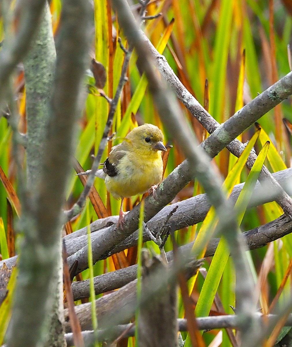 American Goldfinch - ML642679922