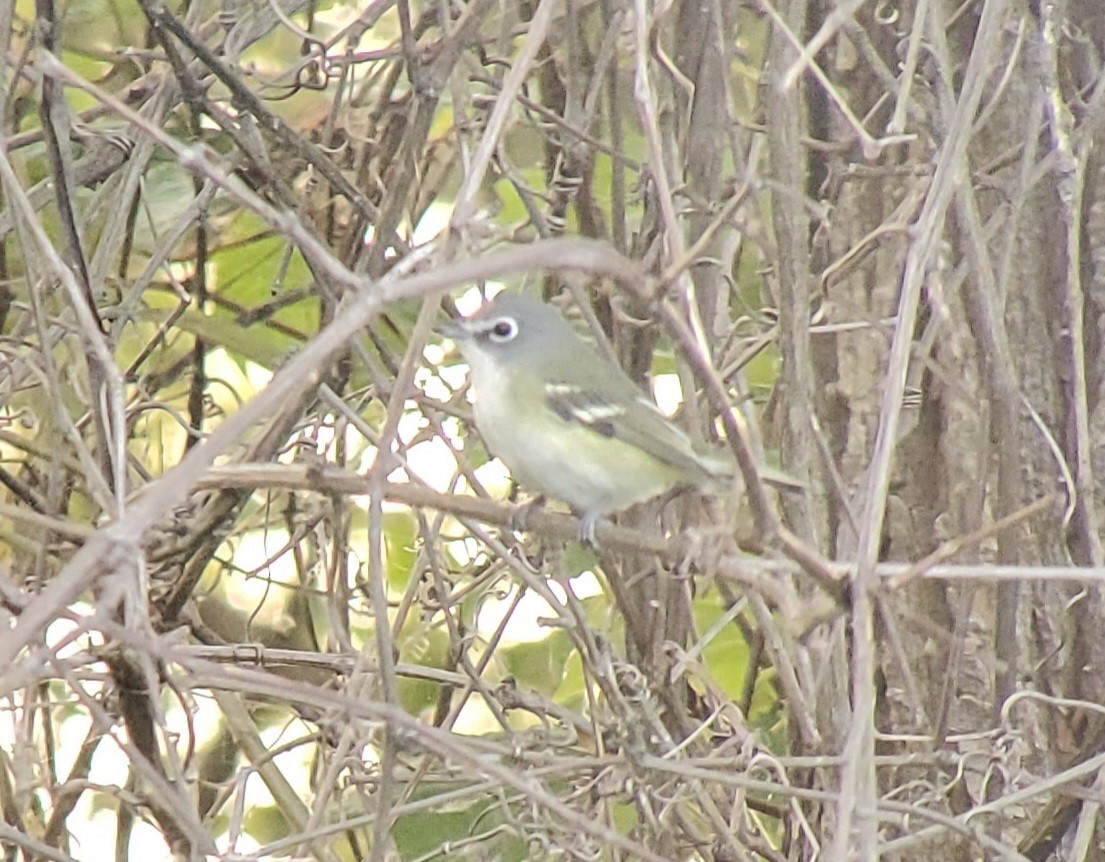 Blue-headed Vireo - ML642679924