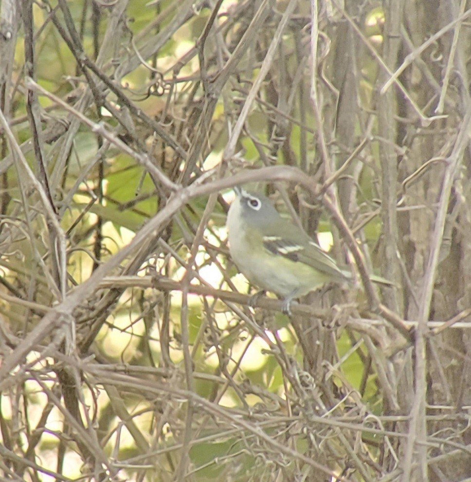 Blue-headed Vireo - ML642679925