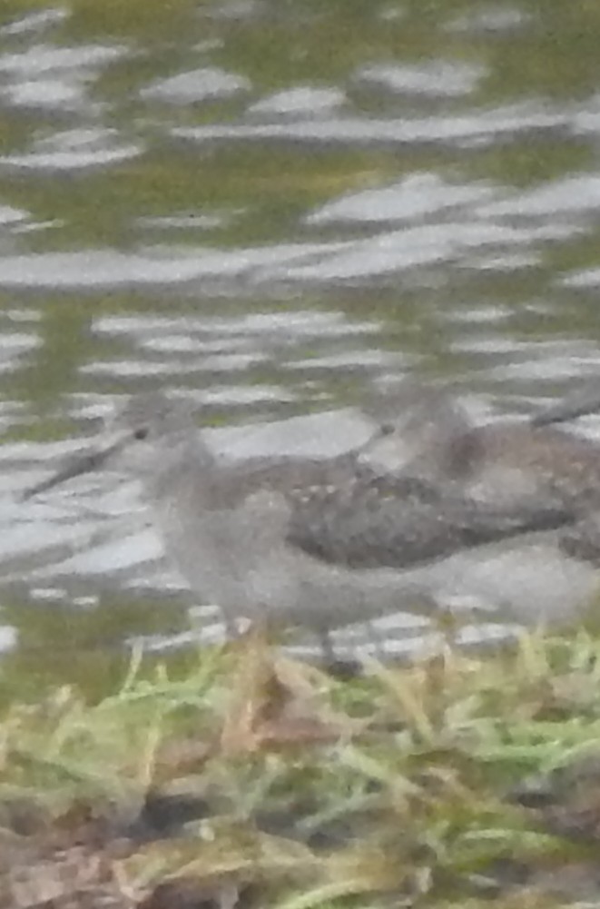 Lesser/Greater Yellowlegs - ML642679934