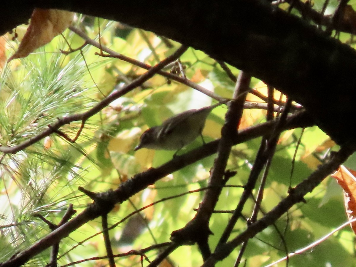 Blue-headed Vireo - ML642679935