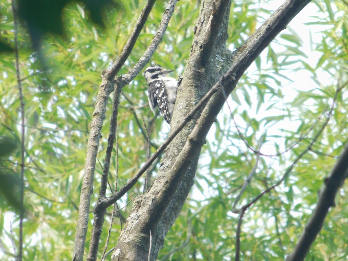 Downy Woodpecker - ML642679938