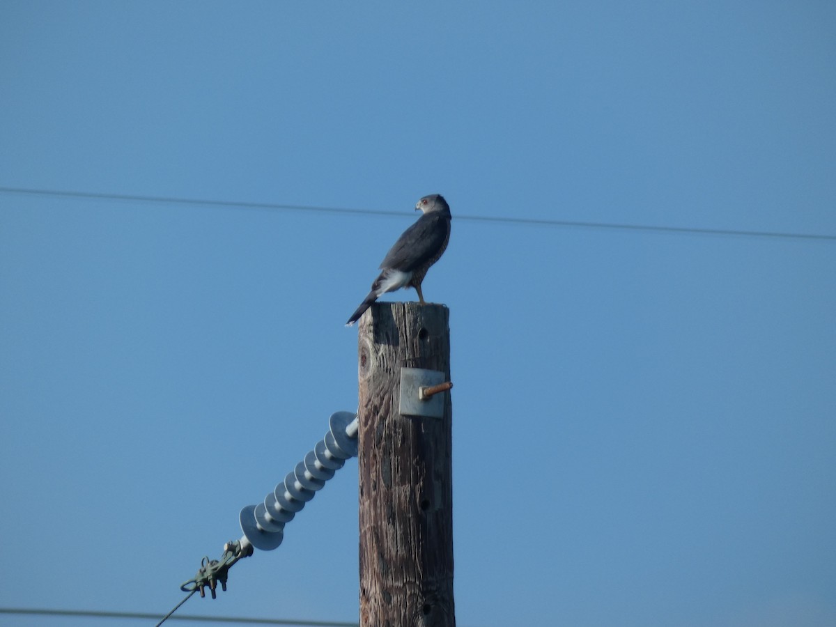 Cooper's Hawk - ML642679944