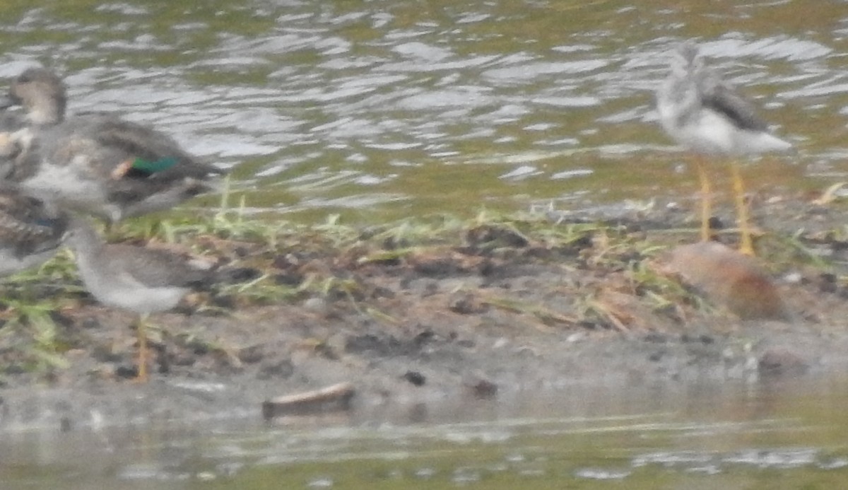 Lesser/Greater Yellowlegs - ML642679951