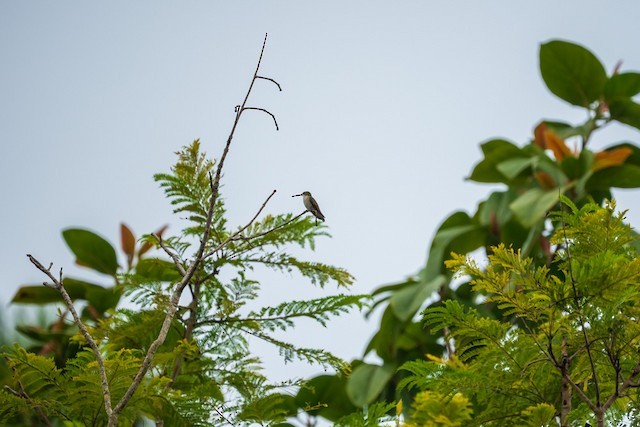 Ruby-throated Hummingbird - ML642679961