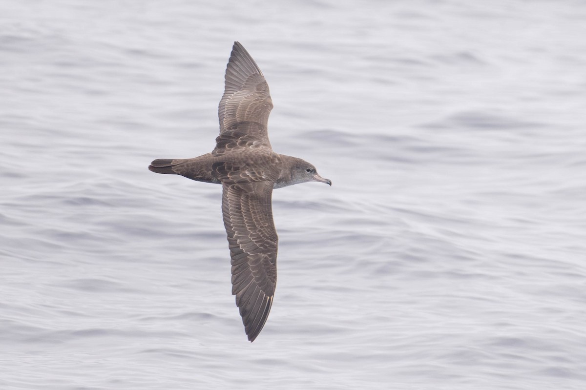Pink-footed Shearwater - ML642679968