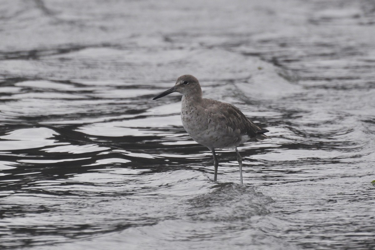 Willet (Western) - ML642679970