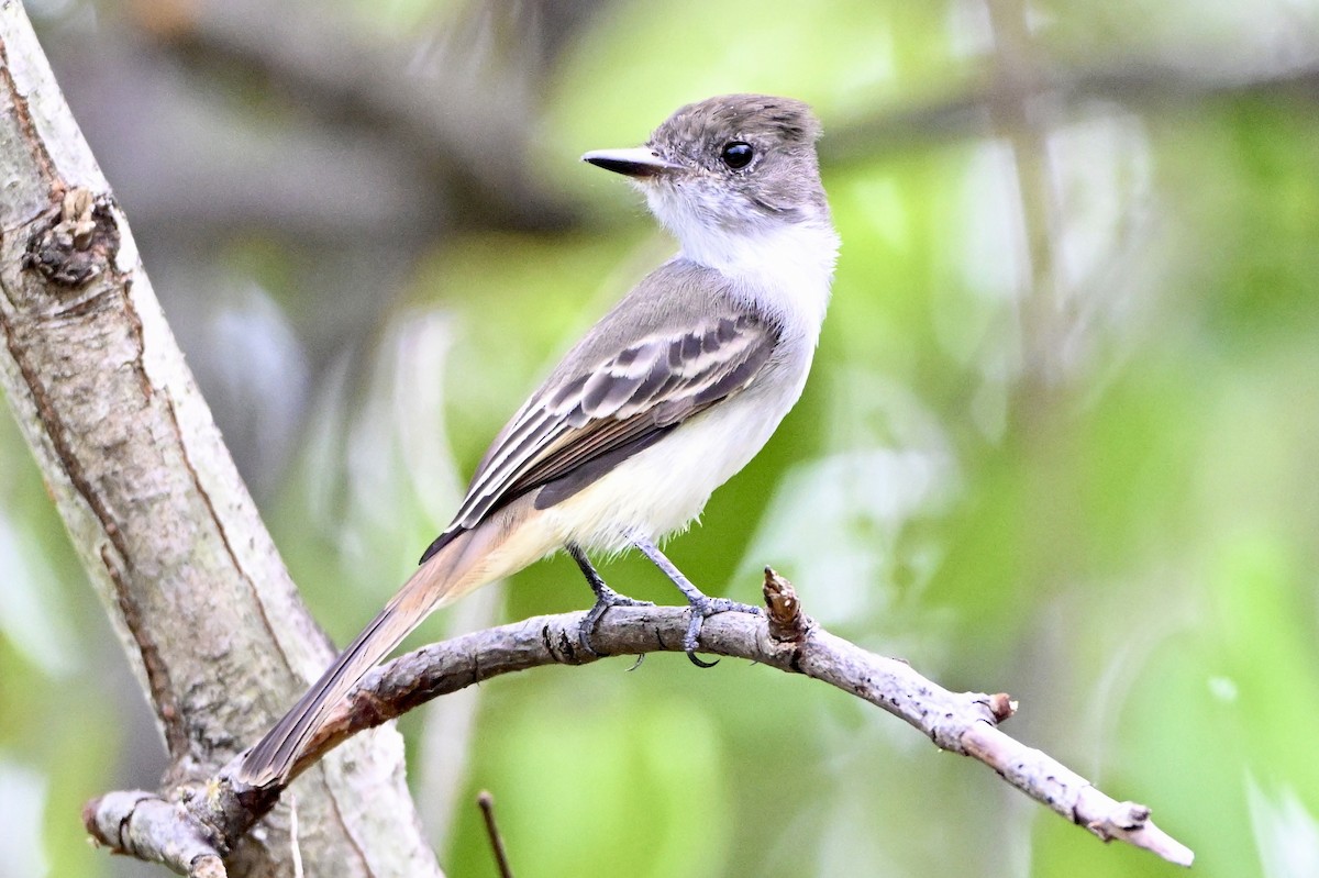 La Sagra's Flycatcher - ML642679971
