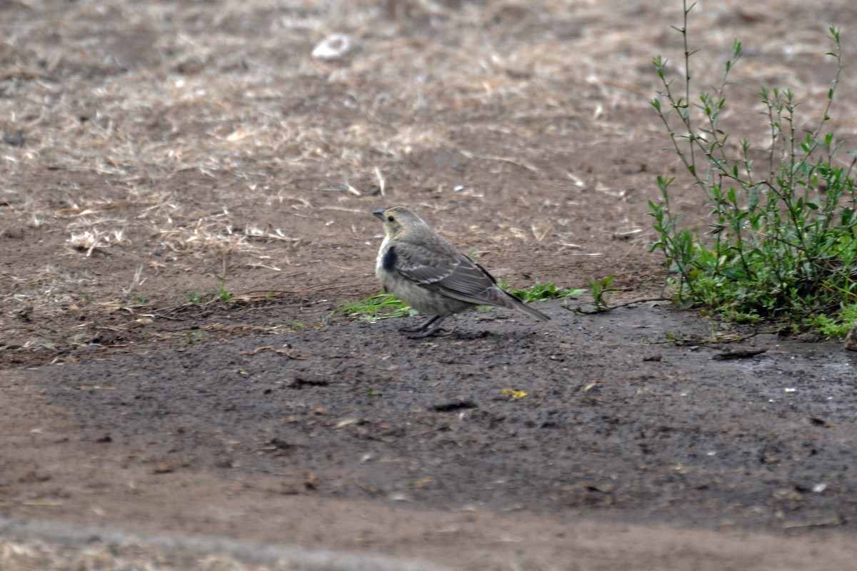 Brown-headed Cowbird - ML642679979