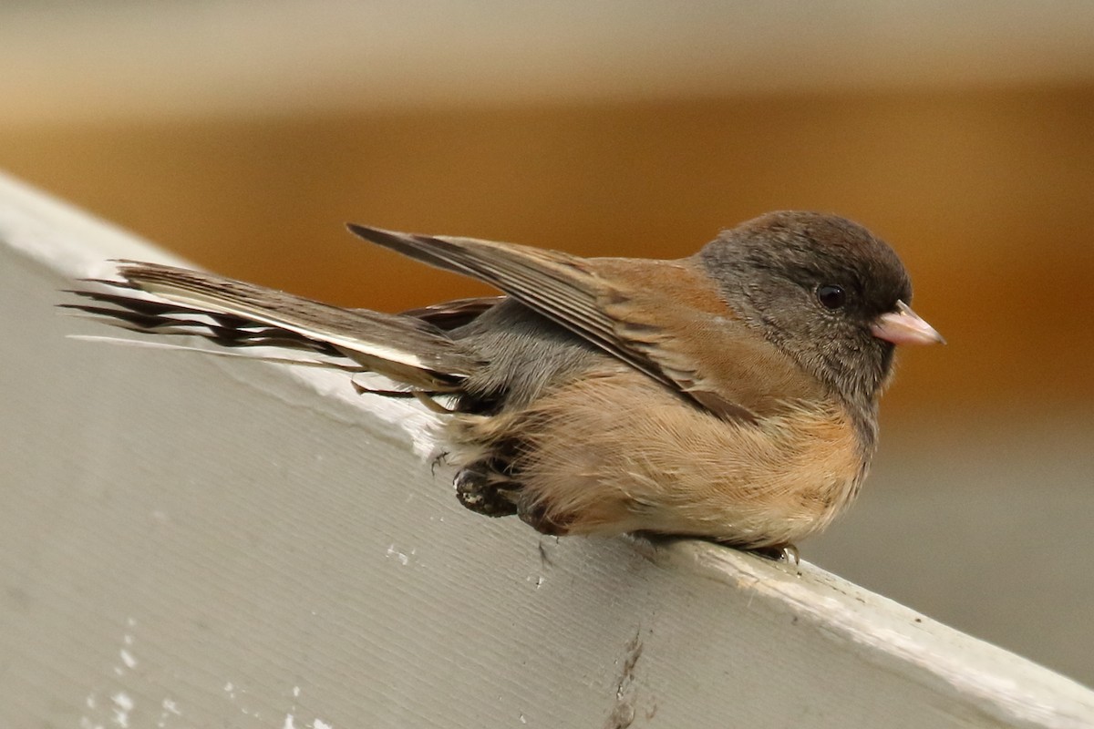 Dark-eyed Junco - ML642679981
