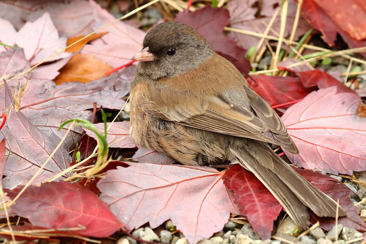 Dark-eyed Junco - ML642679982