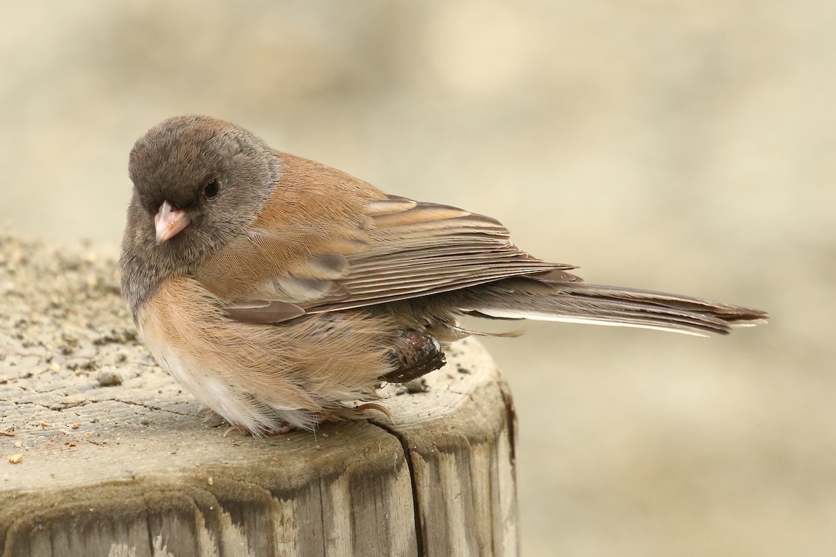 Dark-eyed Junco - ML642679983