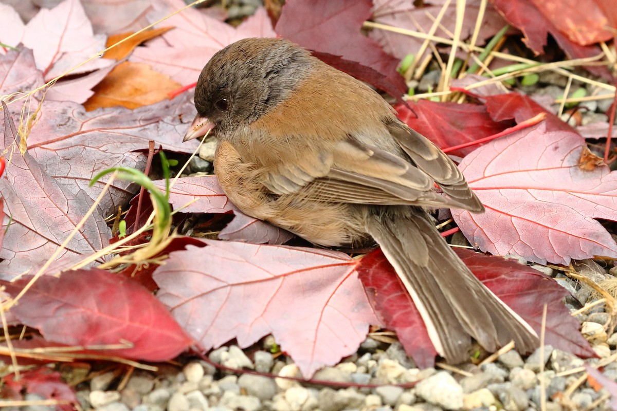 Dark-eyed Junco - ML642679984