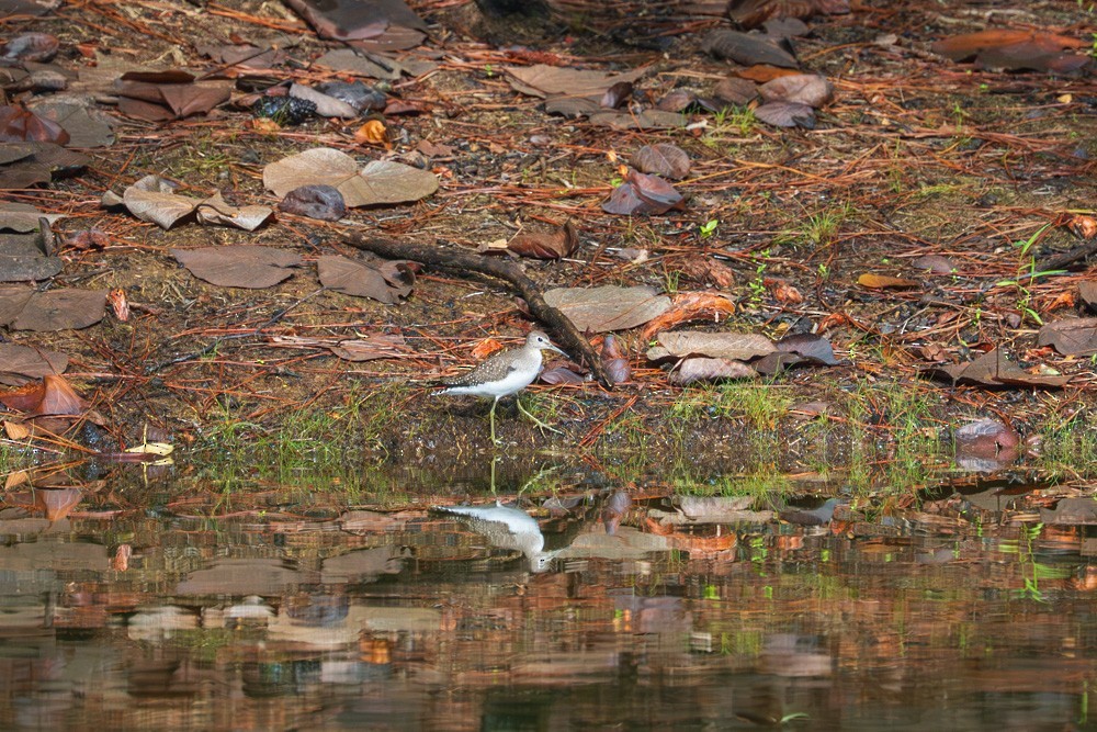 Solitary Sandpiper - ML642680005