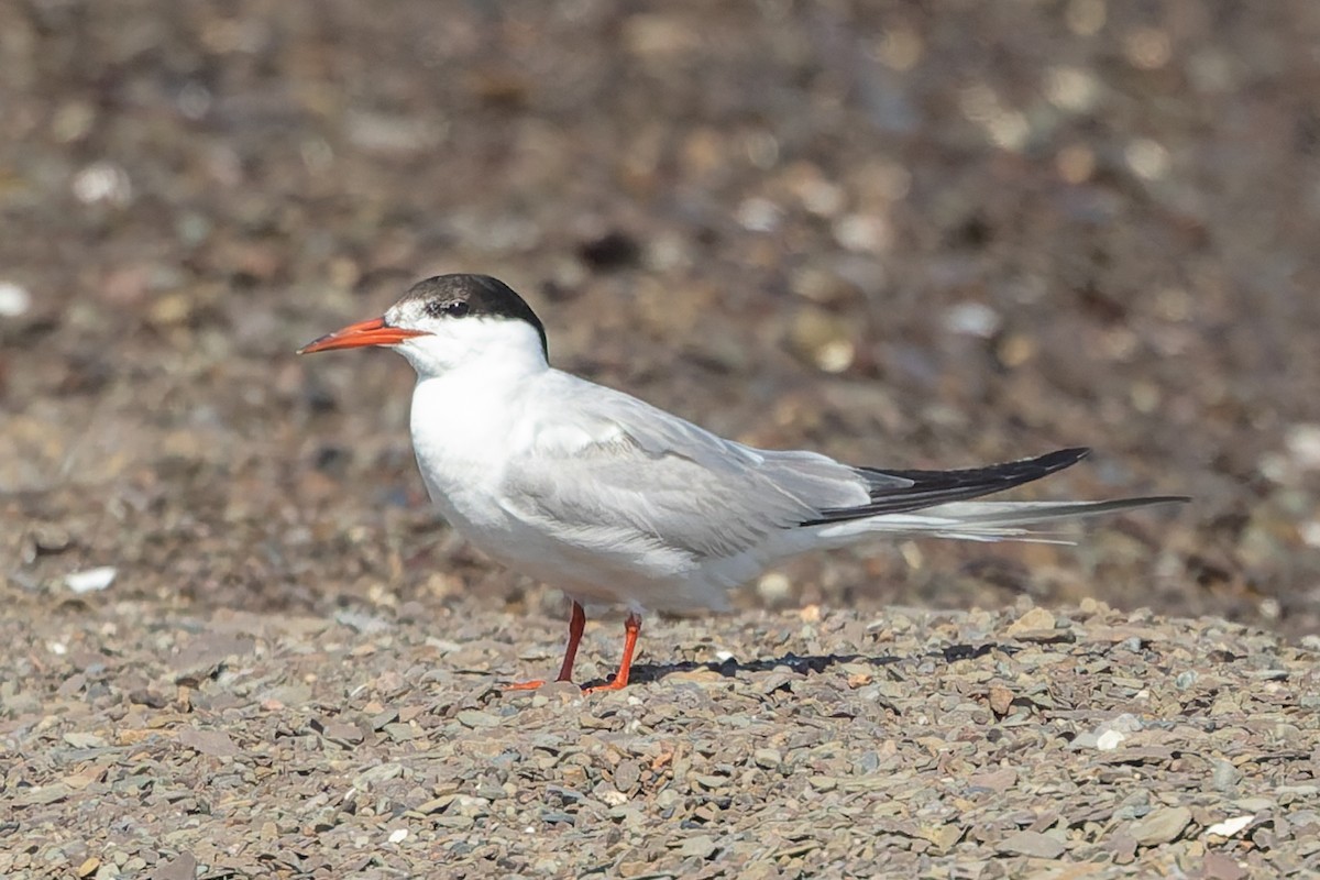 Common Tern - ML642680008