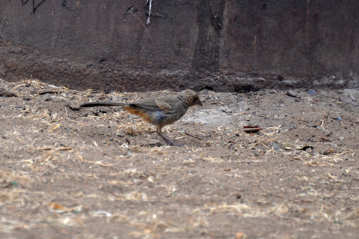 California Towhee - ML642680010