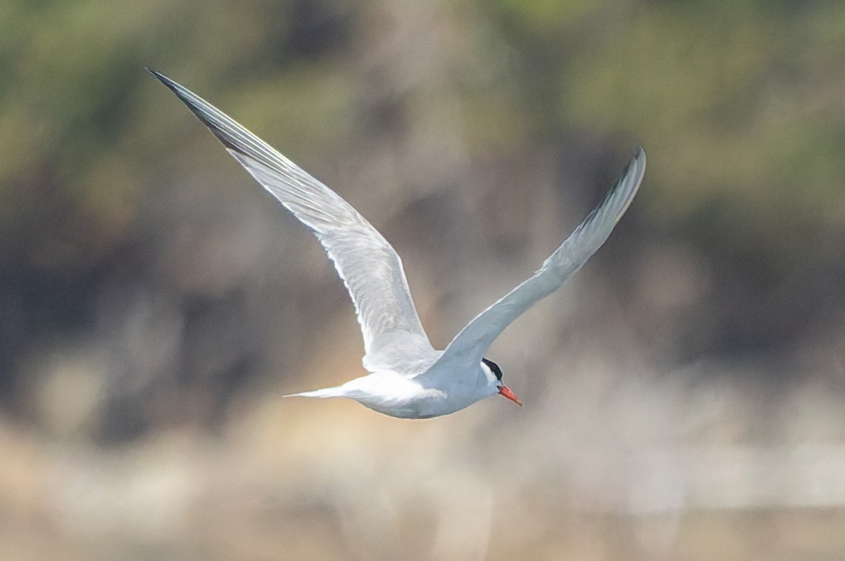 Common Tern - ML642680011