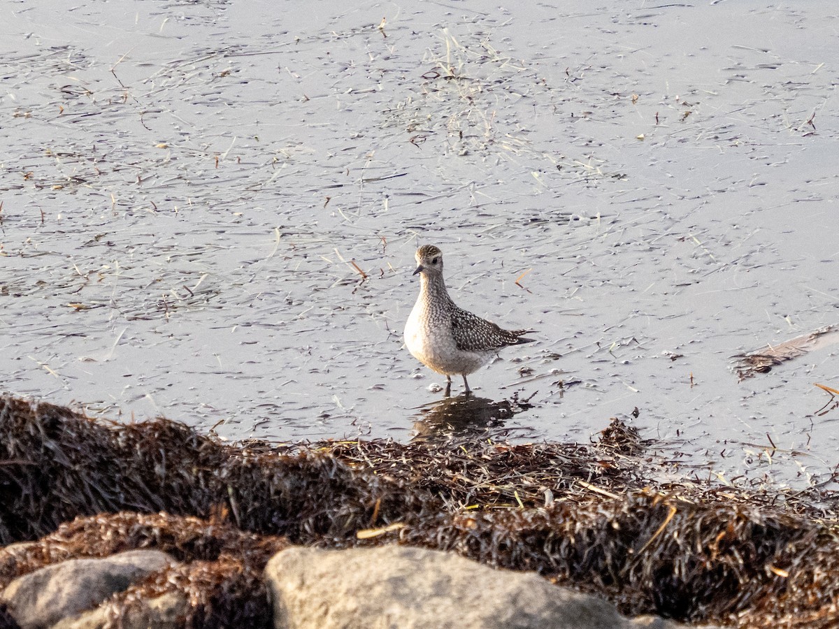 American Golden-Plover - ML642680020