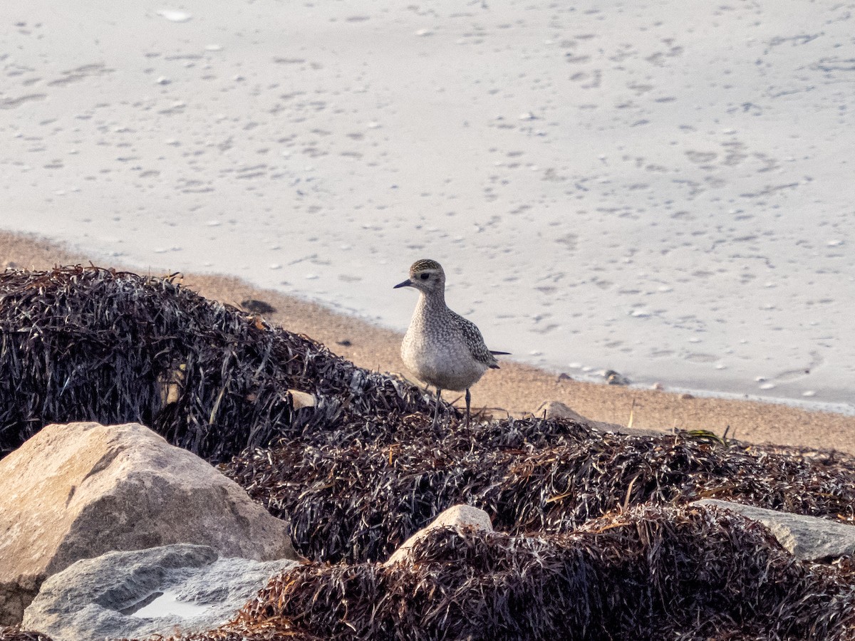 American Golden-Plover - ML642680021