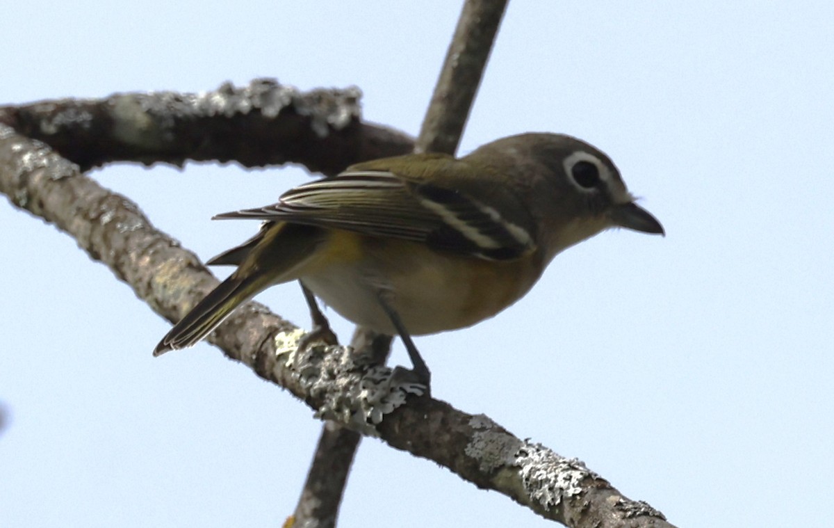 Blue-headed Vireo - ML642680024