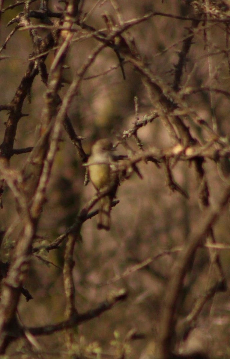 Southern Scrub-Flycatcher - ML642680036