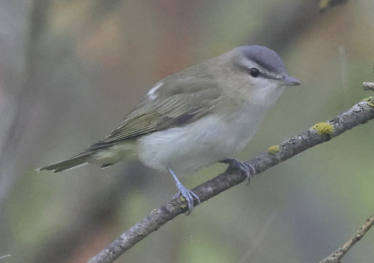 Red-eyed Vireo - ML642680039