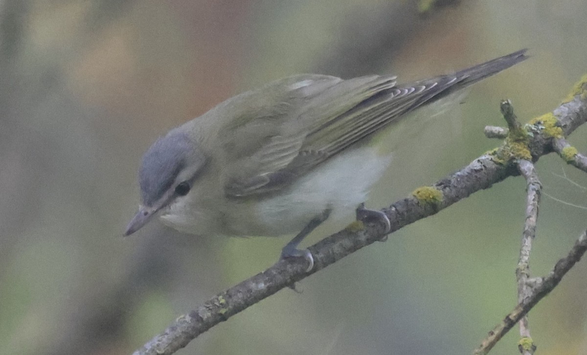 Red-eyed Vireo - ML642680040