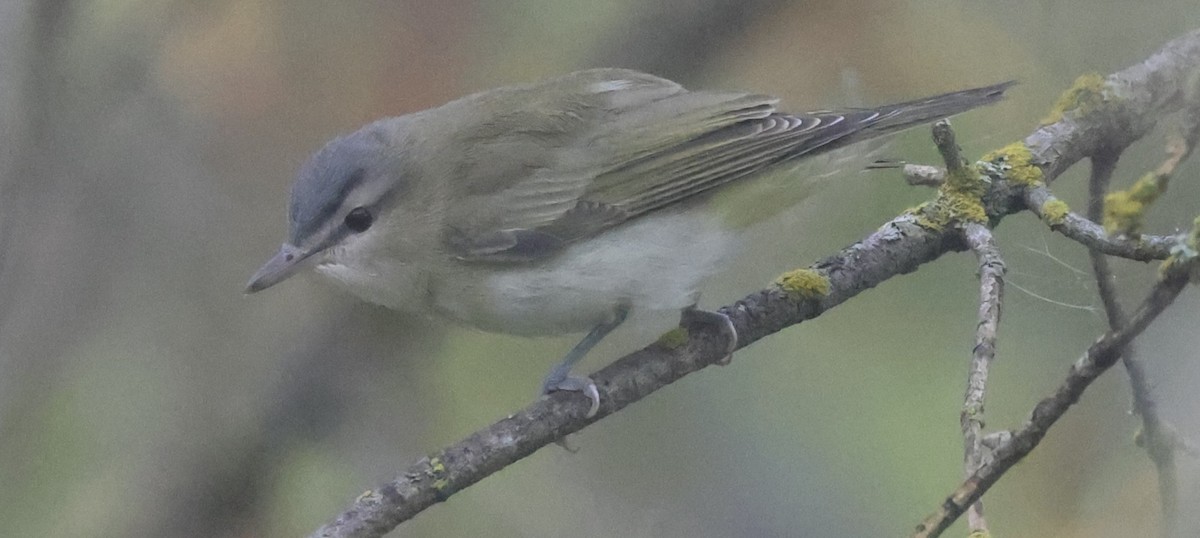 Red-eyed Vireo - ML642680041