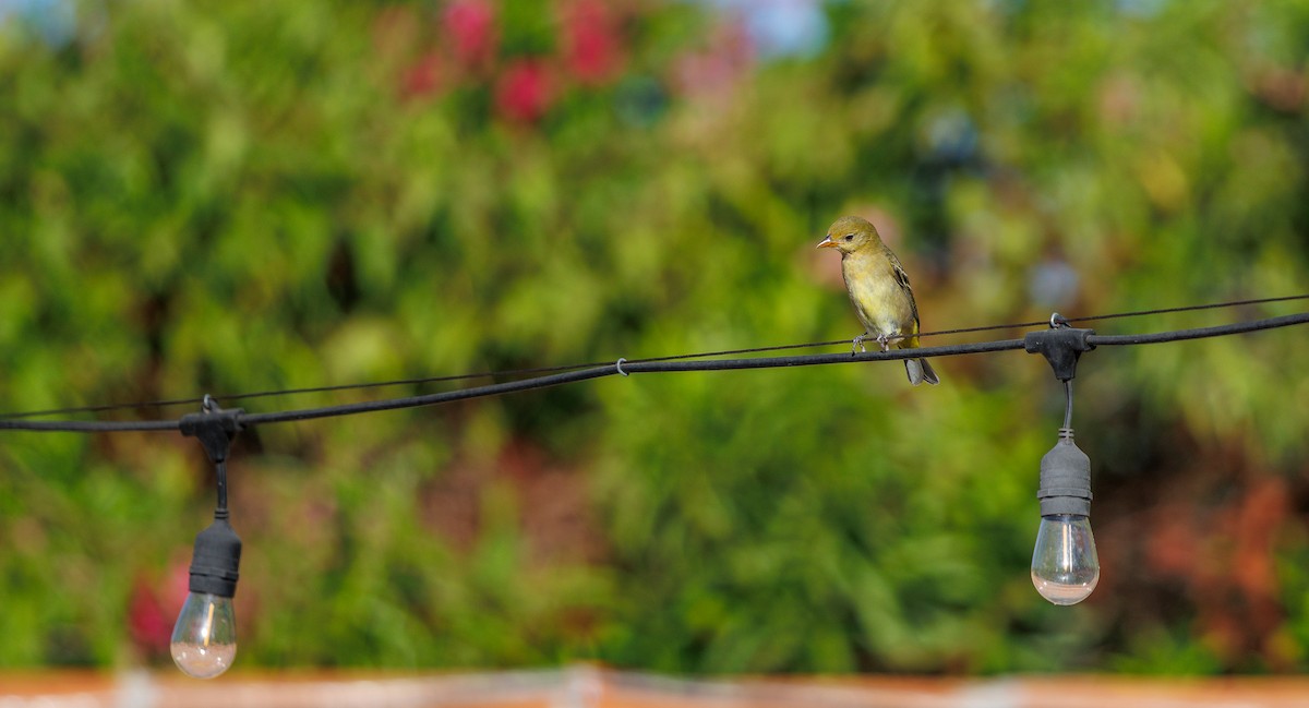 Western Tanager - ML642680046