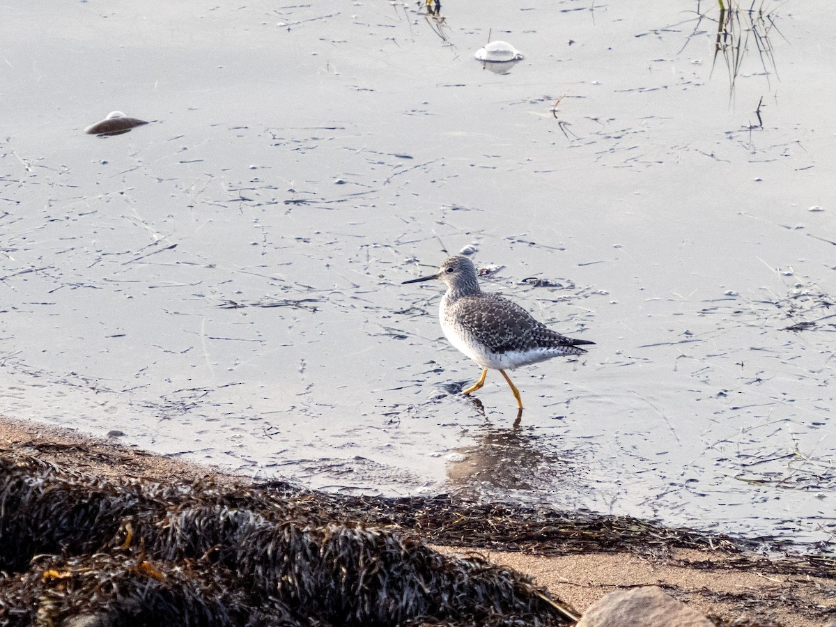 Greater Yellowlegs - ML642680047