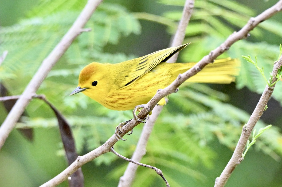 Yellow Warbler (Golden) - ML642680048
