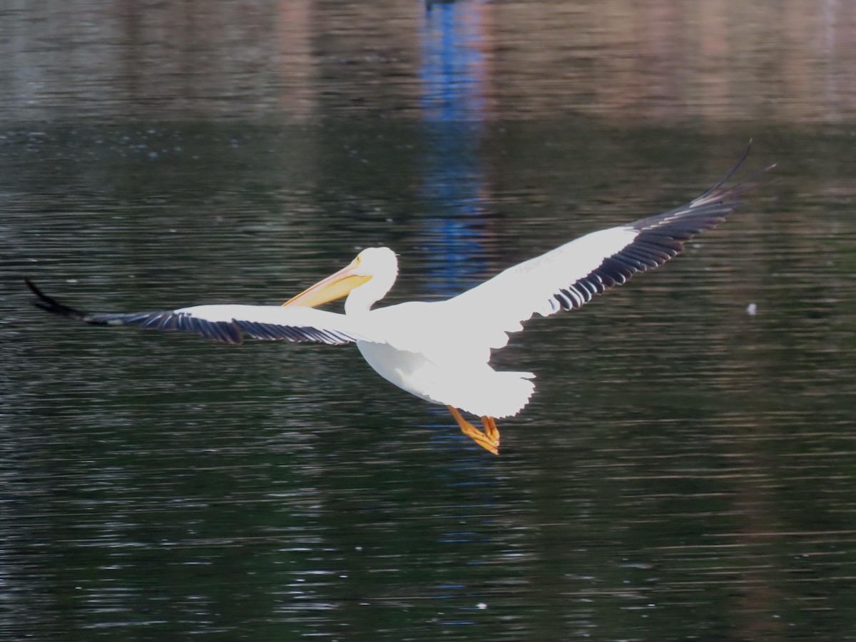 American White Pelican - ML642680049