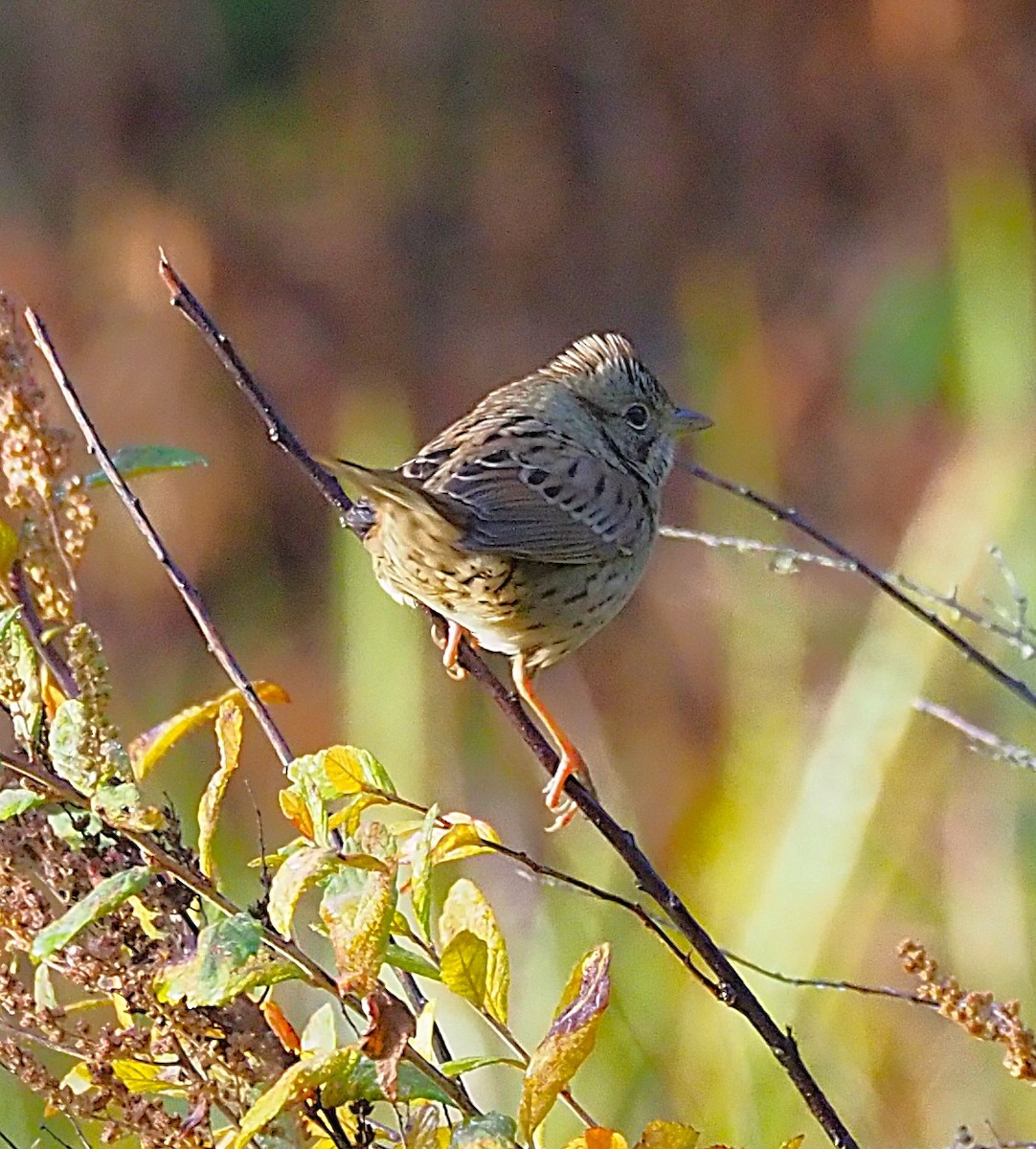 Lincoln's Sparrow - ML642680051