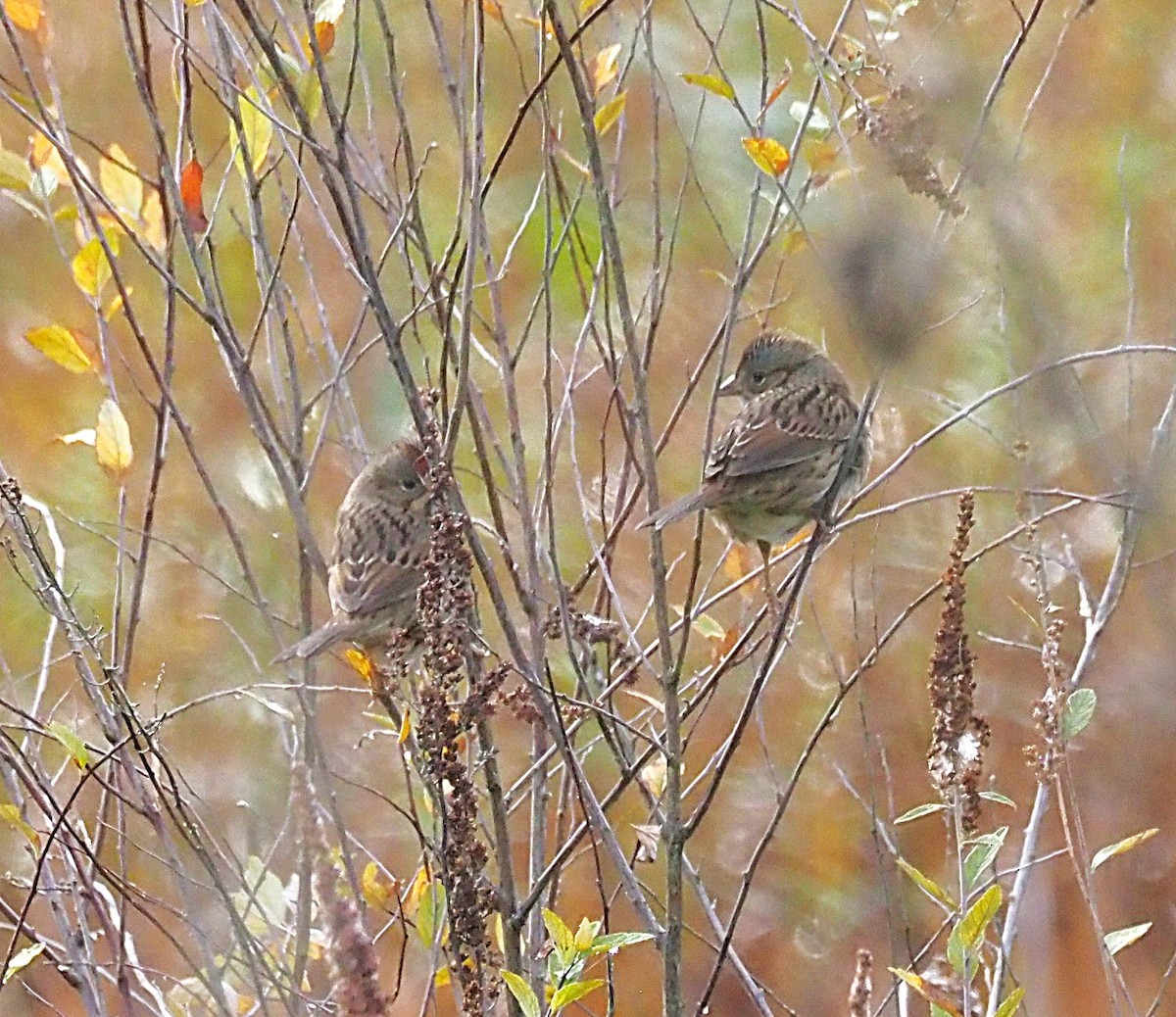 Lincoln's Sparrow - ML642680052