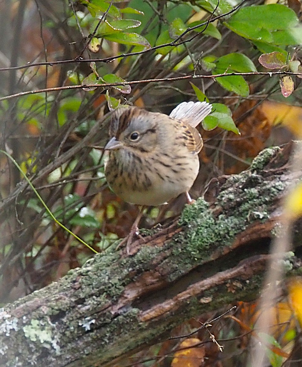 Lincoln's Sparrow - ML642680053