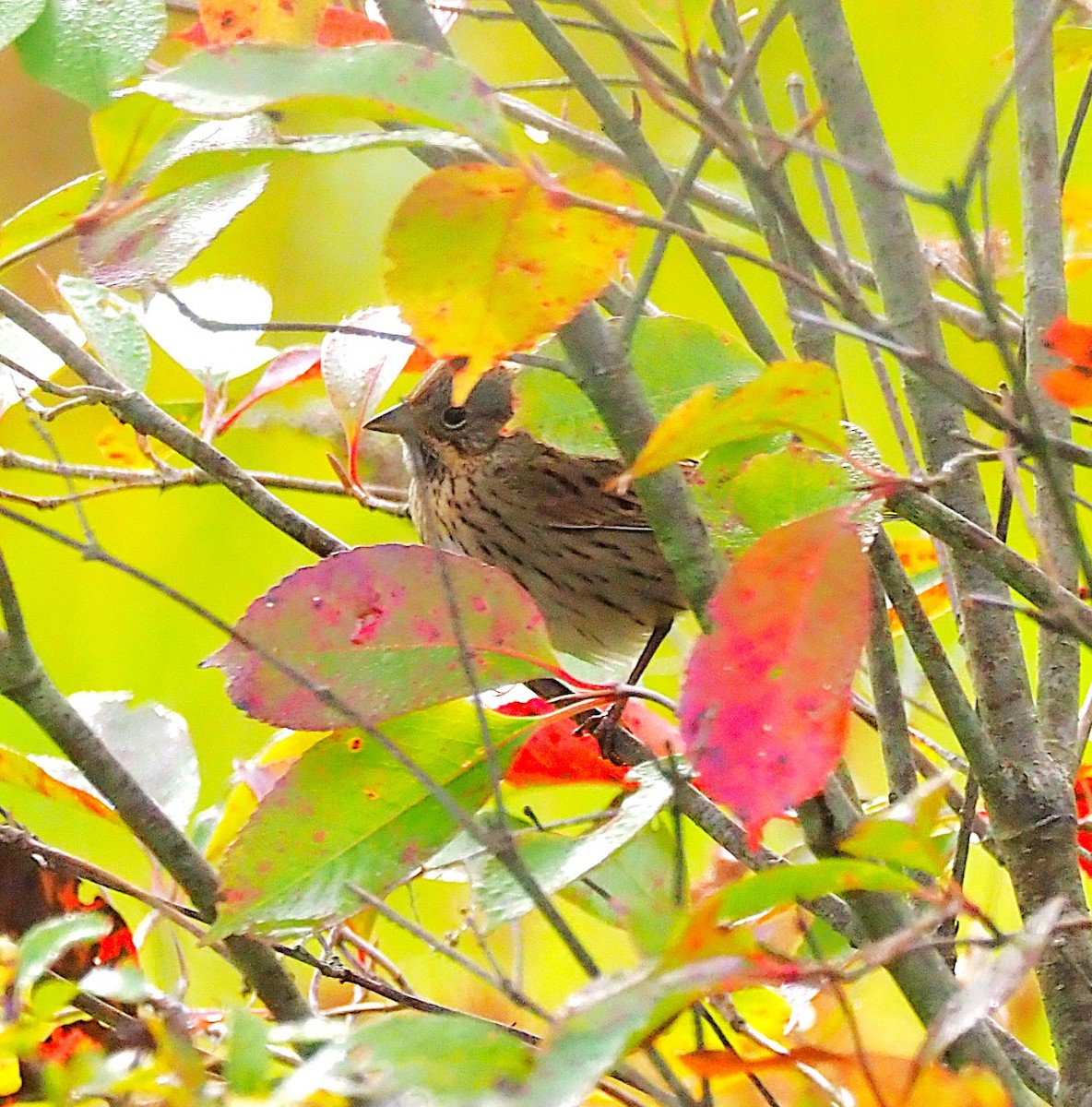 Lincoln's Sparrow - ML642680054